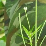 Epilobium roseum Flower