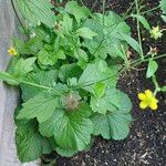 Geum macrophyllumList