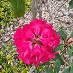 Rhododendron ferrugineumफूल