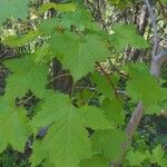 Acer glabrum Frunză