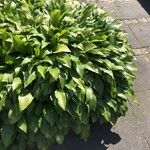 Hosta lancifolia ᱥᱟᱠᱟᱢ