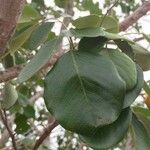 Pterocarpus rotundifolius Leaf