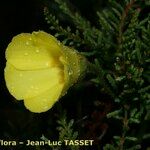 Drosophyllum lusitanicum Õis