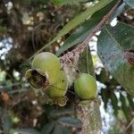 Syzygium jambos Fruit