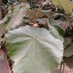 Pterospermum acerifolium Blatt