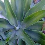 Agave attenuata Blatt