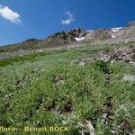 Vicia argentea Vekstform