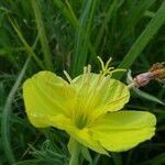 Oenothera triloba Blomst