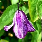 Clematis integrifolia Blomst