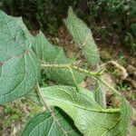 Solanum acerifolium Leaf