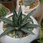 Agave victoriae-reginae Folla