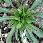 Lewisia cotyledon Hoja