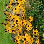 Rudbeckia fulgidaΣυνήθη χαρακτηριστικά