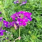 Glandularia tenera Flower