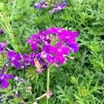 Verbena tenera 花