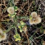 Conyza bonariensis 果
