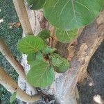 Coccoloba uvifera Hoja