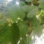 Vitis tiliifolia 葉