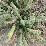 Ocimum americanum Цвят