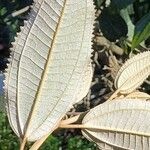 Miconia xalapensis Blad