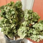 Euphorbia lactea ശീലം