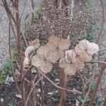 Hydrangea aspera Ffrwyth