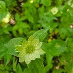 Astrantia maxima Flower