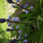 Hyacinthoides hispanica Flower