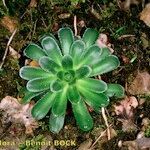 Saxifraga mutata Celota