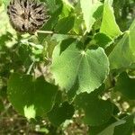 Abutilon indicum Fuelha