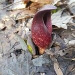 Symplocarpus foetidus Hoja