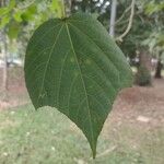 Heliocarpus americanus Leaf