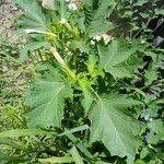 Datura stramonium Habitatea