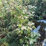 Rubus niveus Hábito