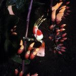 Erythrina fusca Flower