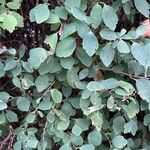 Spiraea trilobata Leaf