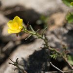 Fumana procumbens Çiçek
