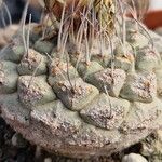 Strombocactus disciformis Celota