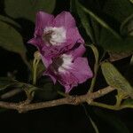 Fridericia costaricensis Flower