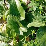 Arisarum simorrhinum Blad