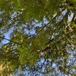 Torreya californica Hoja