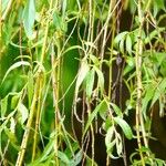 Salix × pendulina পাতা