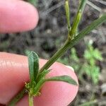 Mantisalca salmantica Hoja