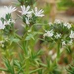 Drypis spinosa Fula