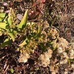 Solidago sempervirens Folla