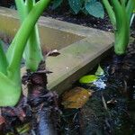 Alocasia cucullata বাকল