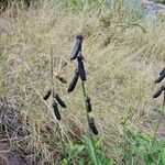 Crotalaria retusa Ffrwyth