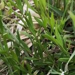 Polygala comosa Blad