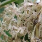 Combretum kraussii Flower