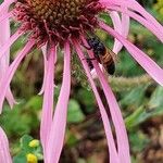Echinacea pallida Virág